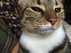 Cat photo thread!