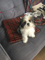 Anyone fancy a new puppy-support thread?