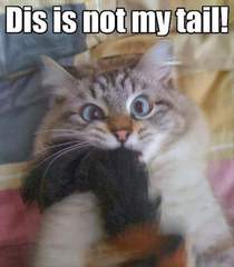 I really fucking love cats!!
