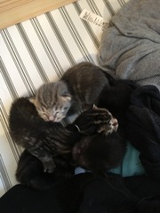 Ye gods, my cats gone and got herself knocked up