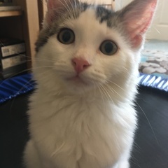 to secretly get rid of our kitten and tell the DC that it ran away?
