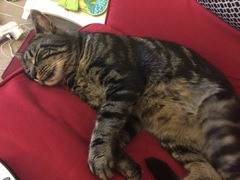 Cat photo thread!