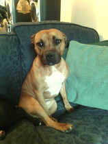 To ask you to share your slightly less than beautiful but much-loved pet pics