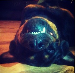 To ask you to share your slightly less than beautiful but much-loved pet pics