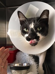 I really fucking love cats!!