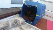 New kitten hates me :(