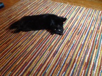 To ask you to share your slightly less than beautiful but much-loved pet pics