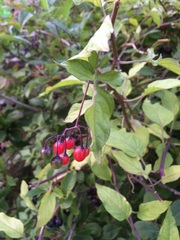 Can anyone tell me what this is please?