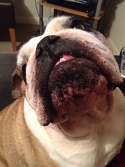 To ask you to share your slightly less than beautiful but much-loved pet pics
