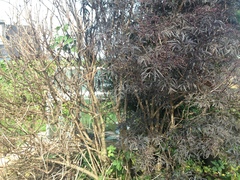What has happened to my bushes?