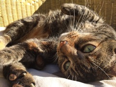 I really fucking love cats!!
