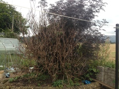 What has happened to my bushes?