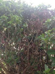 What has happened to my bushes?