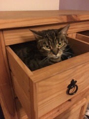 Cat photo thread!