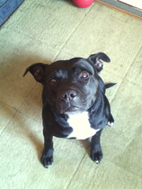 To ask you to share your slightly less than beautiful but much-loved pet pics