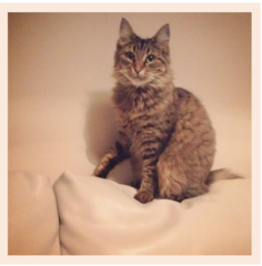 Cat photo thread!