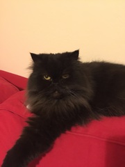 Cat photo thread!