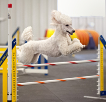 Will all breeds eventually form a poodle puddle?