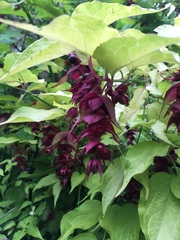 Does anyone know what this is?