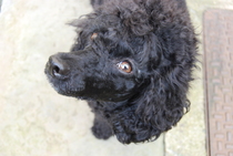 Odd poodle question...