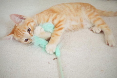 I have kittens