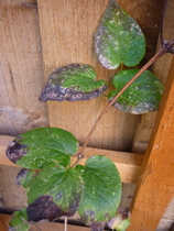 what is wrong with my clematis?