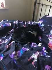 Cat photo thread!