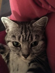 Cat photo thread!
