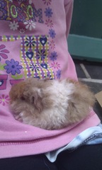 New guinea pigs - help, what do you use for bedding/lining the hutch?