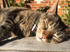 I really fucking love cats!!