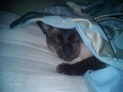 I love my cat so much it hurts. Is this normal?