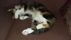 Cat photo thread!
