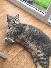 Munchkin cats?
