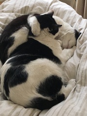 Cat photo thread!