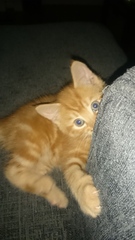 I really fucking love cats!!