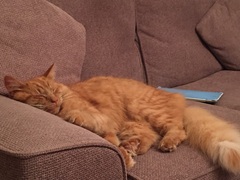 I really fucking love cats!!