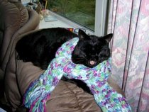 Balancing objects on cats.
