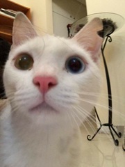 Munchkin cats?