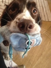 Tell me about your springer spaniels please!