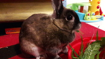 Bonding Bunnies!