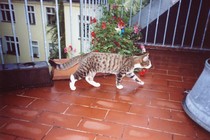 Cat photo thread!