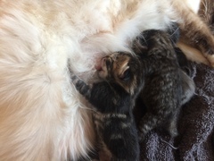 Ye gods, my cats gone and got herself knocked up