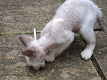 I love my cat so much it hurts. Is this normal?