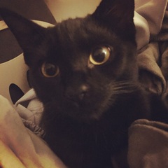 Cat photo thread!