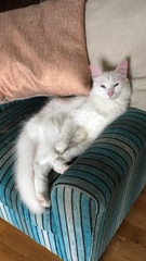 I love my cat so much it hurts. Is this normal?