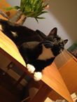 To ask you to share your slightly less than beautiful but much-loved pet pics