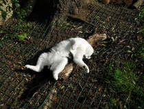 Photos of cats in gardens anyone?