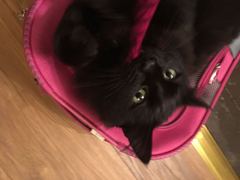 Cat photo thread!