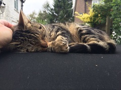 I really fucking love cats!!