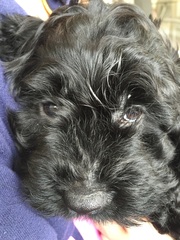 New Puppy pics